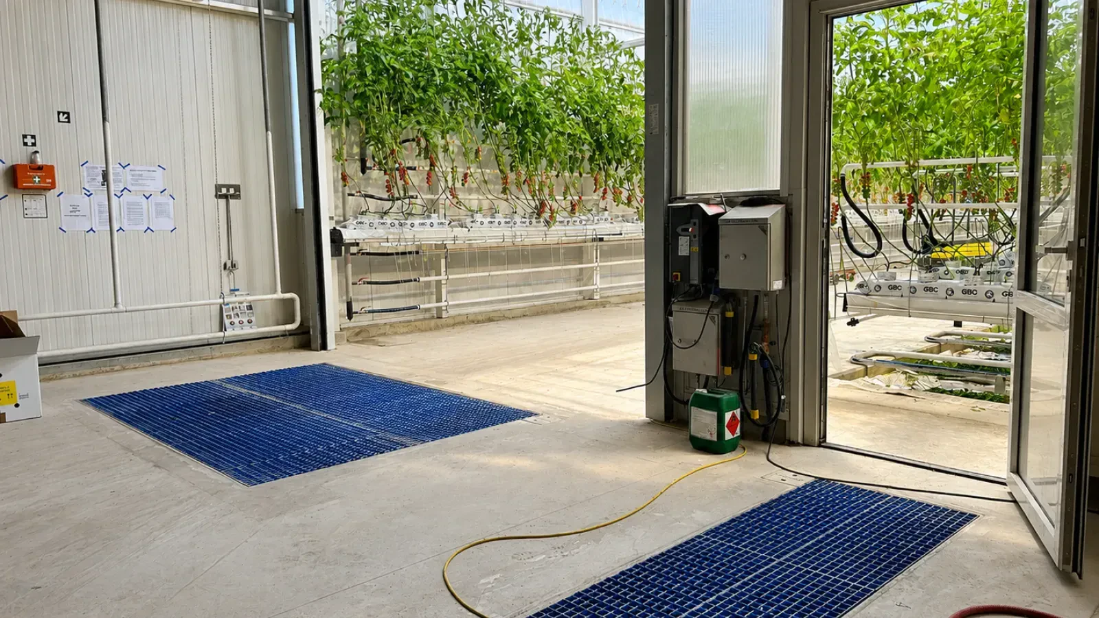 ToBRFV in greenhouses: why wheels, carts and soles matter